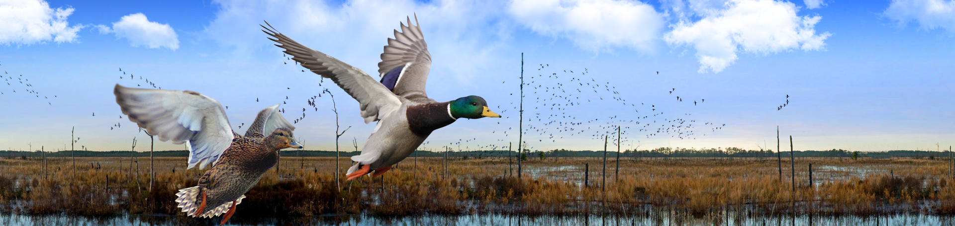 North Carolina Ducks Unlimited » test_2